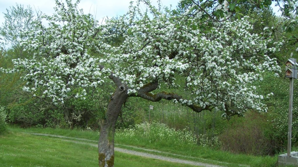 Eaglemount Winery & Cidery